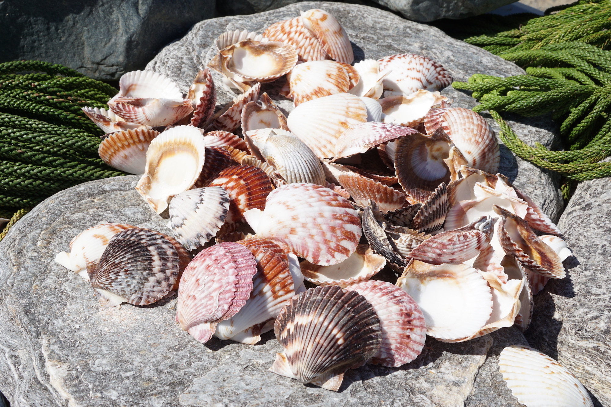Calico Scallop 1kg, 500g, 250g - Buy Shells Online - Shell Paradise