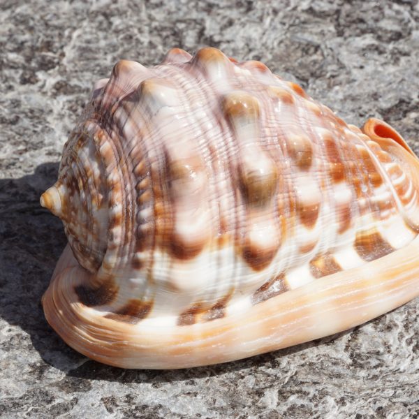 Cassis Shells