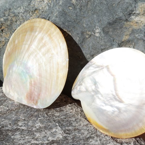 Large Seashells for Sale | Buy Hermit Crab Shells for Sale Online