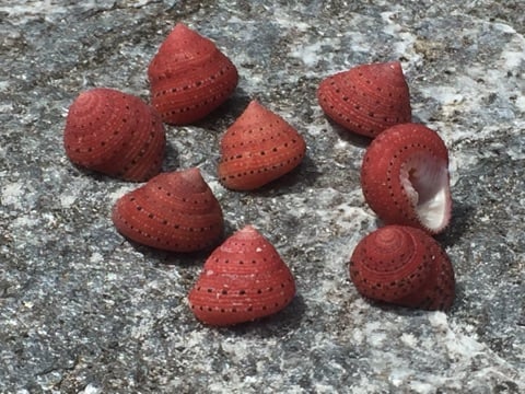 Strawberry Top Shell