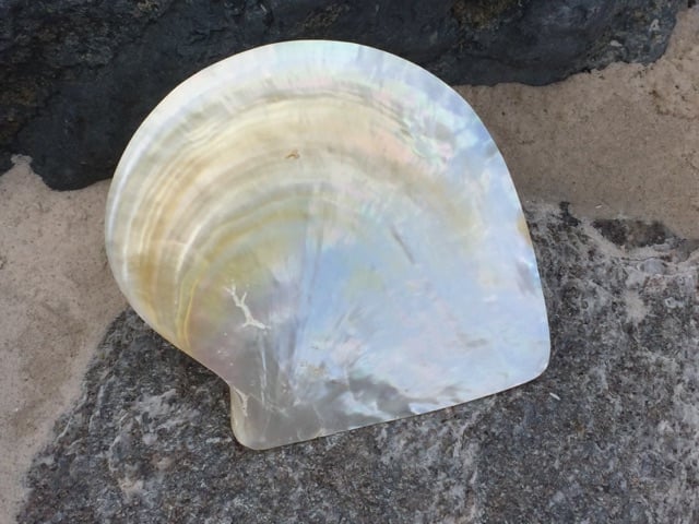 Mother of Pearl - Buy Shells Online - Shell Paradise