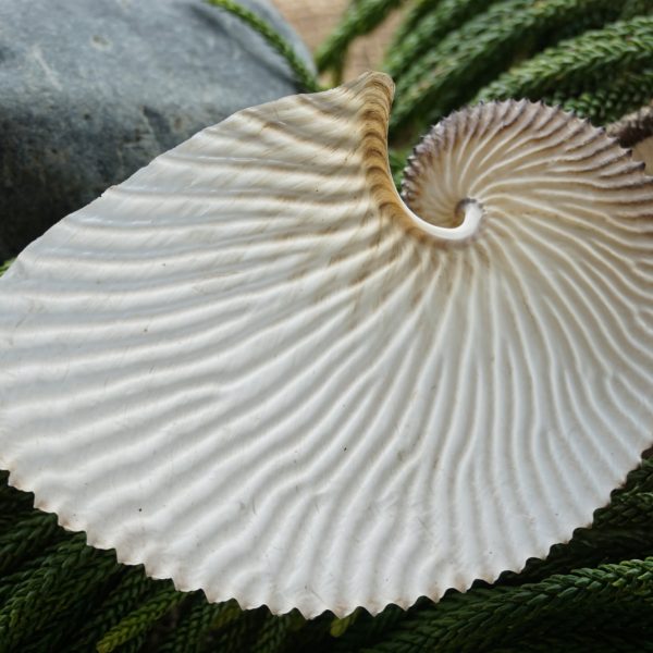 Specimen Shells
