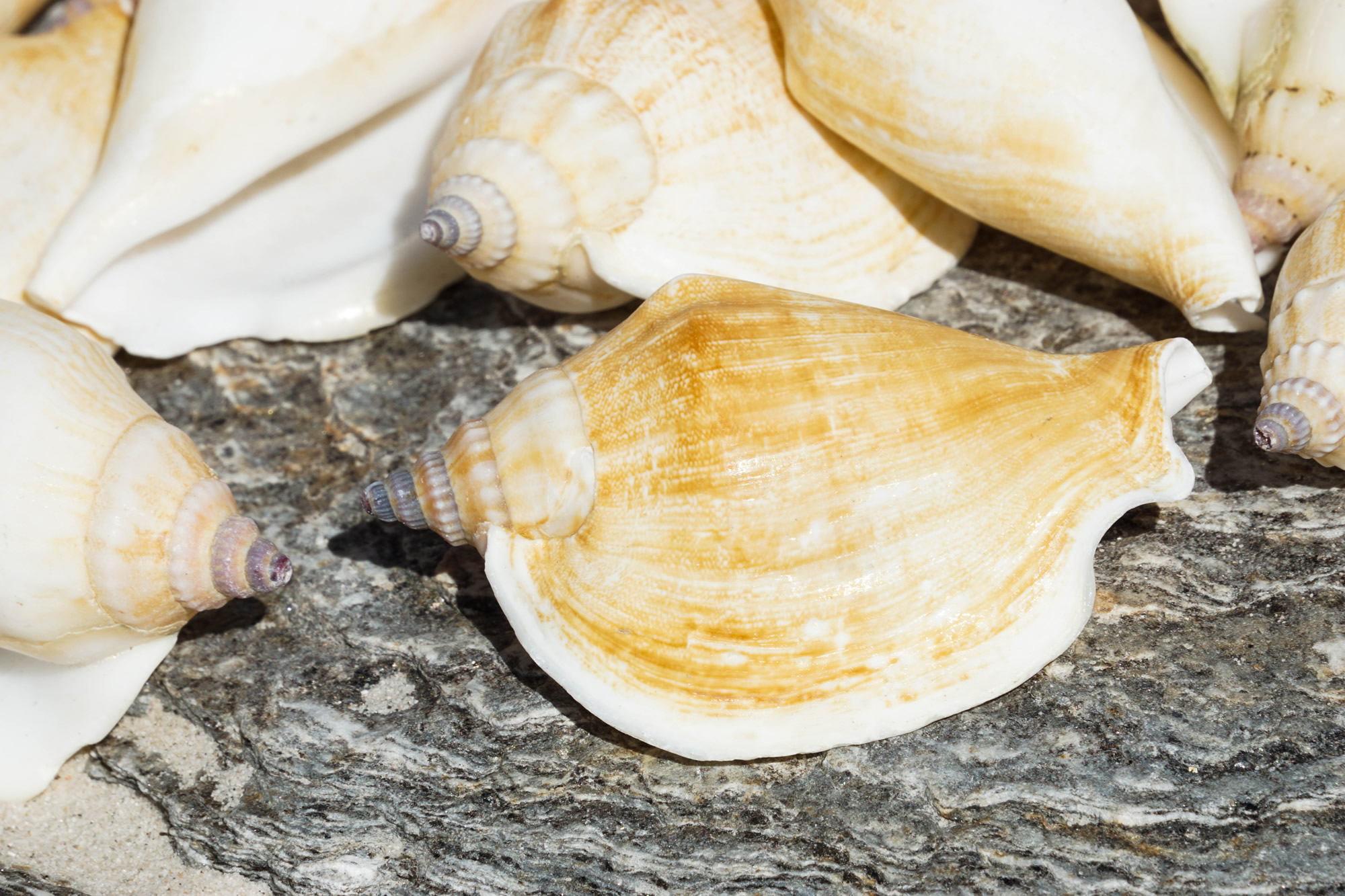 Strombus Epidromis 1Kg