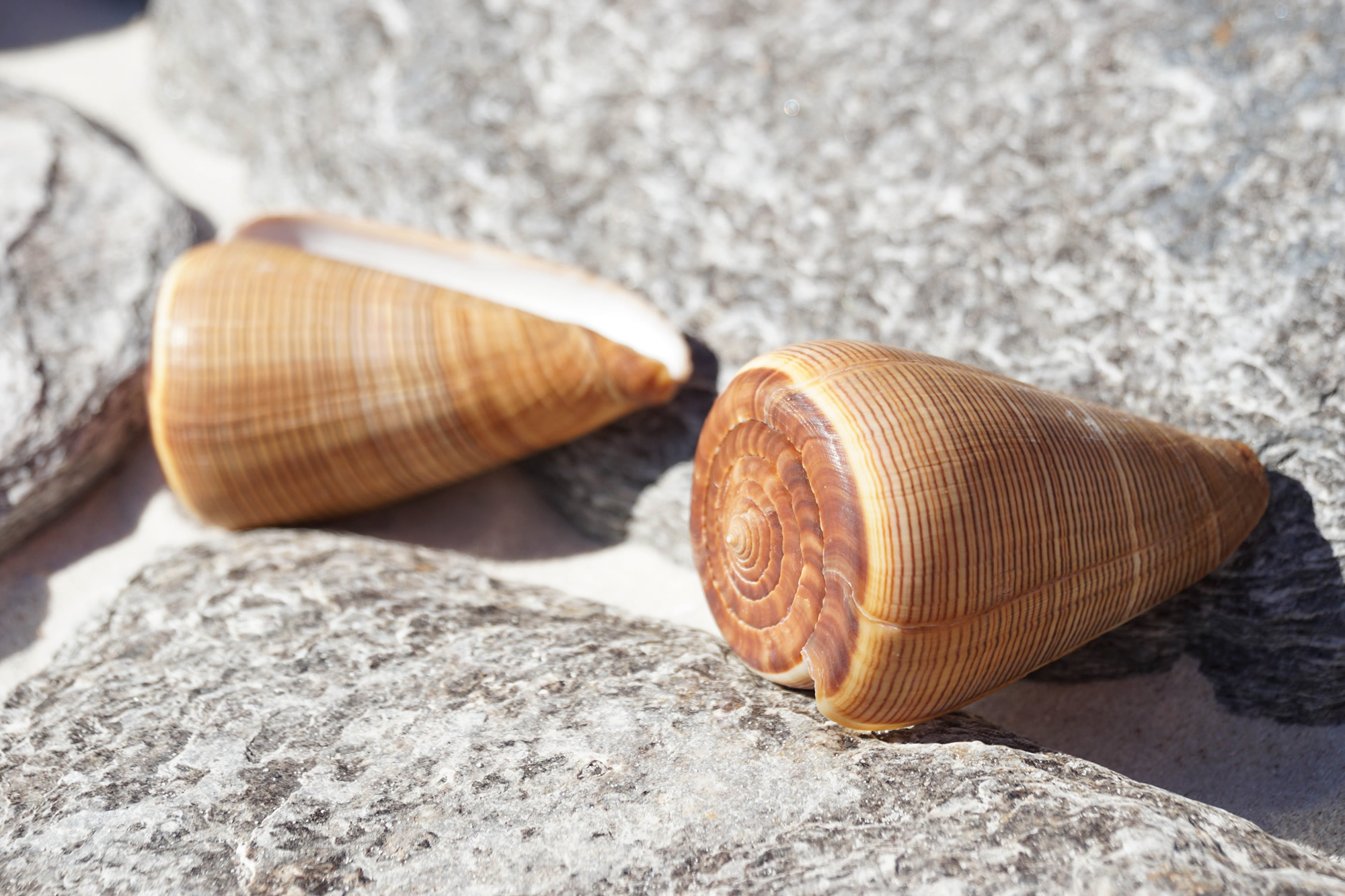 Conus Figulinus Buy Shells Online Shell Paradise