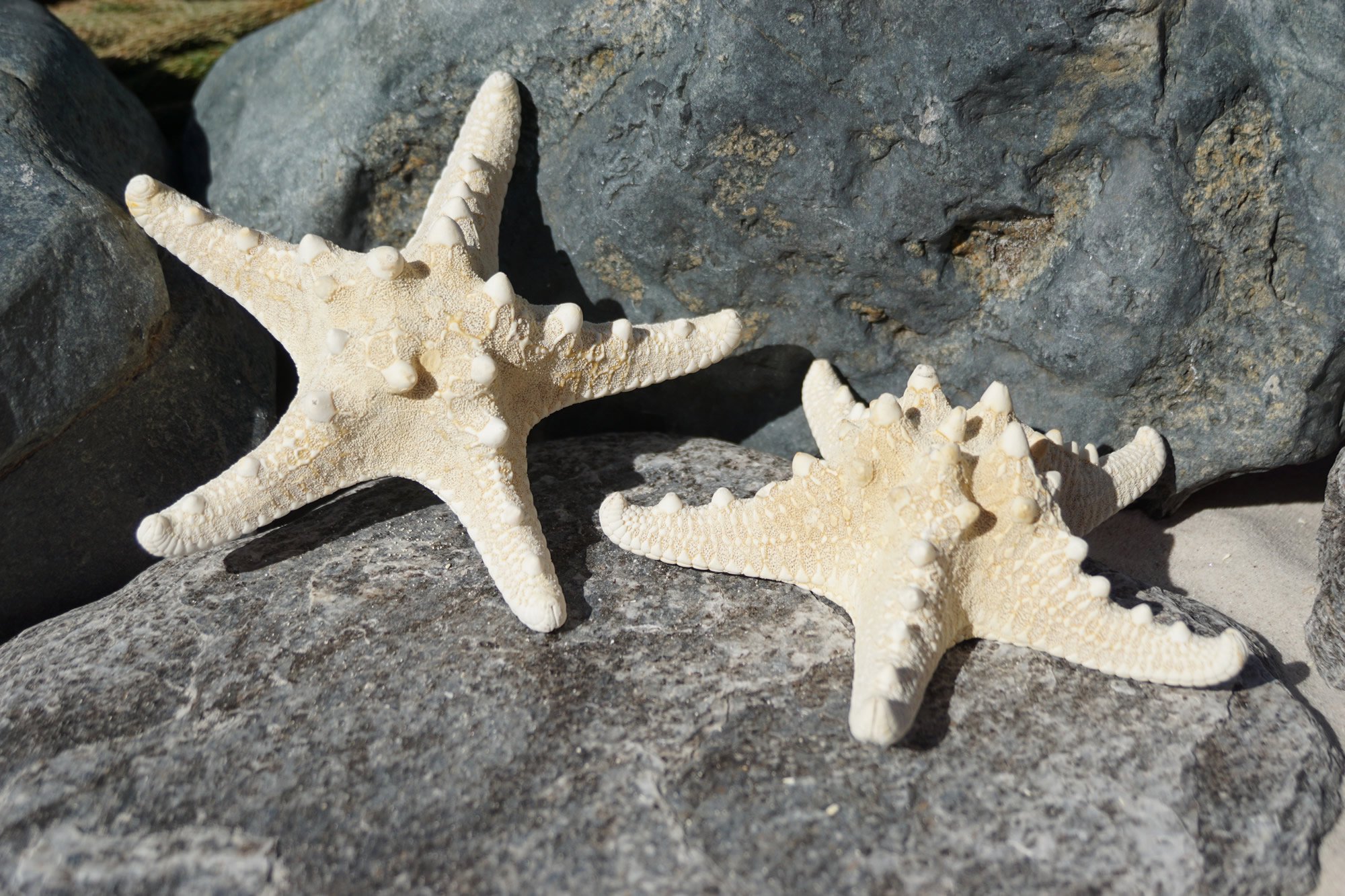 2 Flat Star Fish Set Bathroom Fishing Beach Sea Food Details about   Knobbly Starfish 