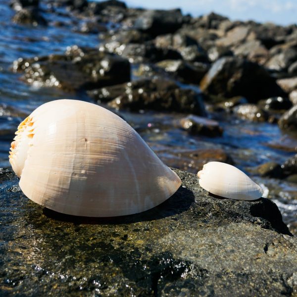 Melo (Bailer) Shells