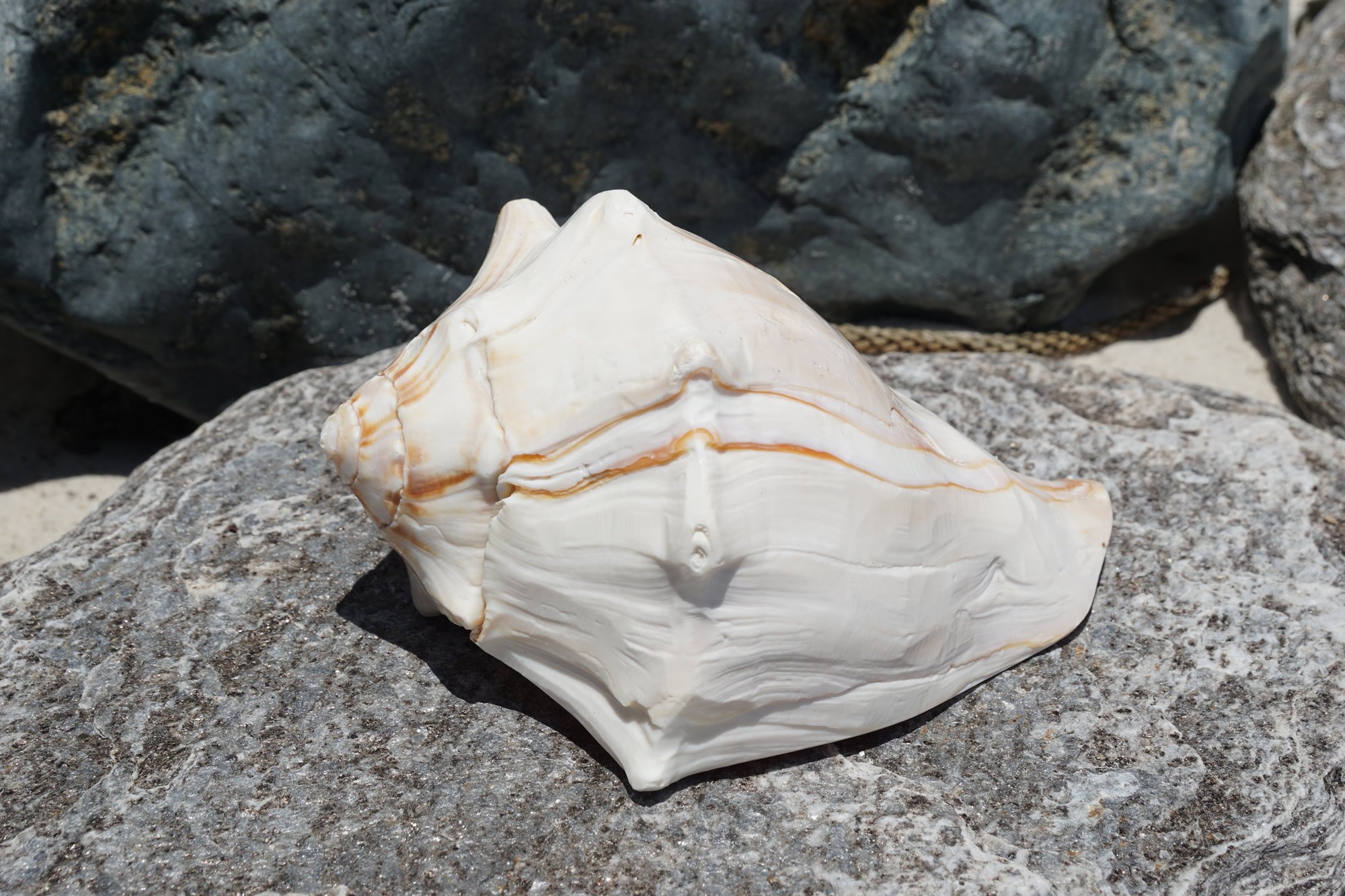 Lightning Whelk Polished - Buy Shells Online - Shell Paradise