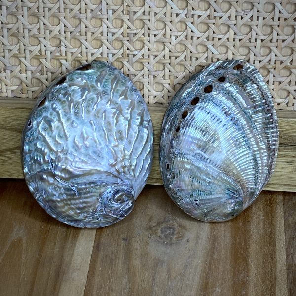 Abalone Shells Australia Buy Abalone Online