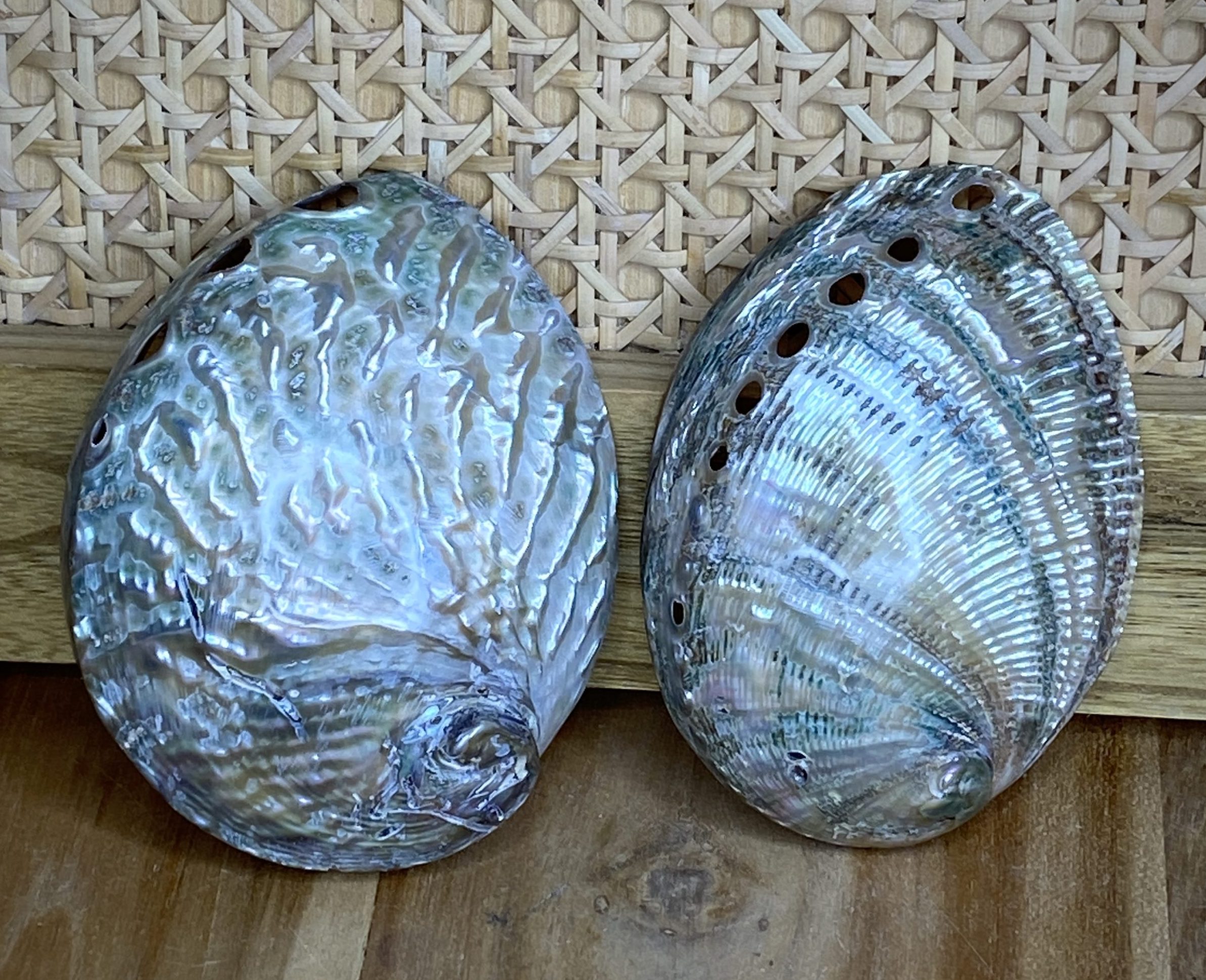 Abalone Fulgens Buy Shells Online Shell Paradise