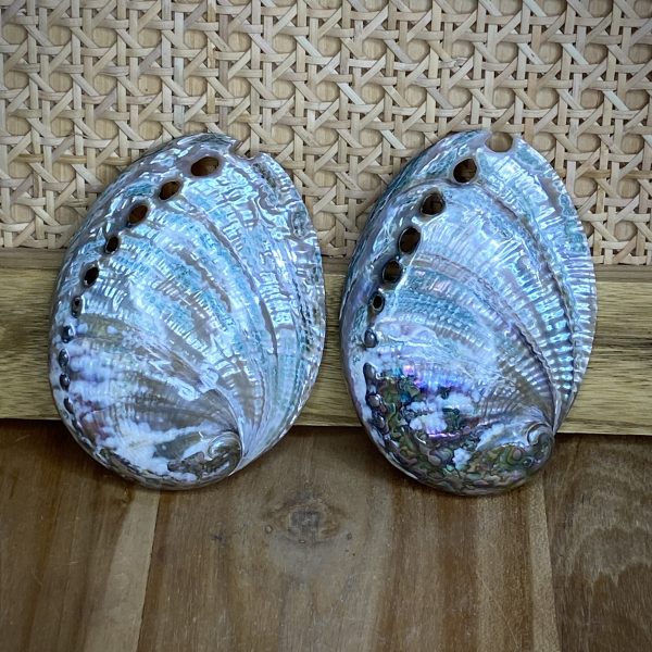 Abalone Shells Australia Buy Abalone Online