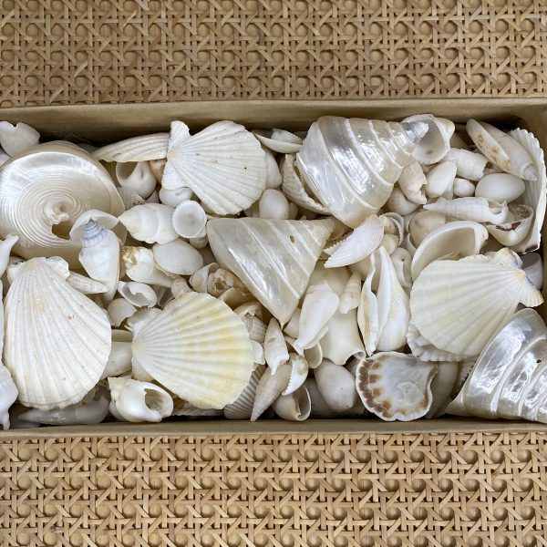 White Shells