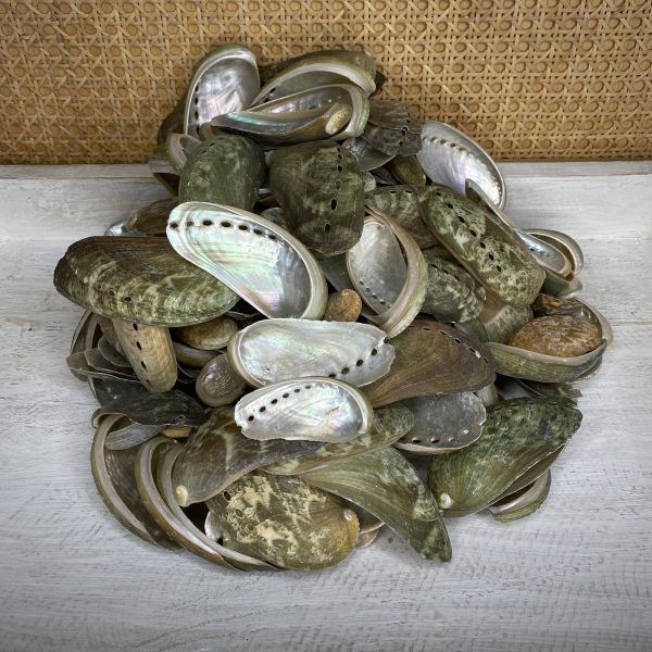 Abalone Shells Australia Buy Abalone Online