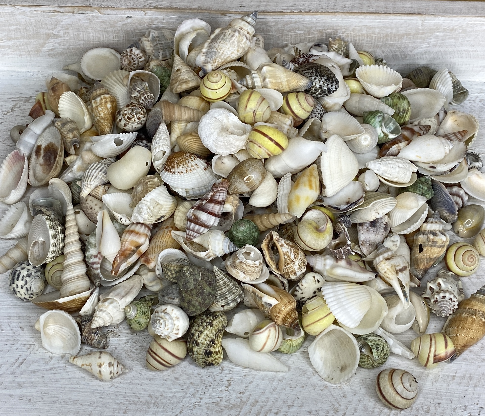 Tillandsia 10 piece Mixed Pack - Buy Shells Online - Shell Paradise